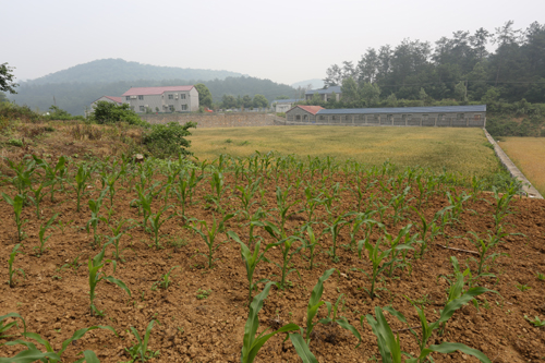 玉米莳植基地