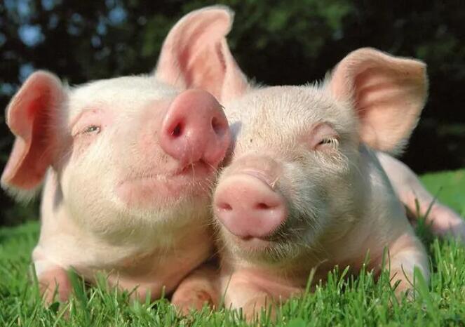 国家养猪行业生长妄想宣布，“猪周期”或将不在