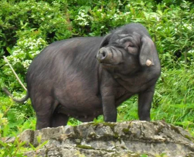 公司肉类、环保鱼类、米类等出售信息