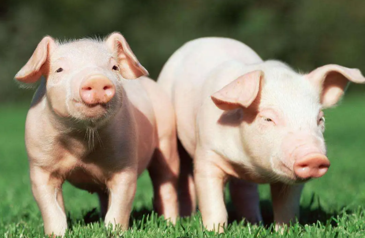 养猪乐成与失败者的区别