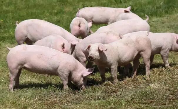 养猪困局下 中小猪企上演“求生记”