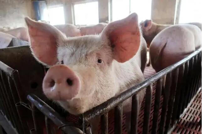 2022年养猪的5大挑战和6大意料！