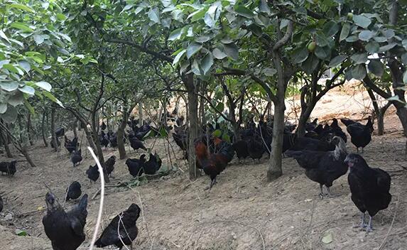 怎样养好乌鸡？乌鸡的养殖手艺